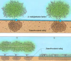 Csepegtető öntözés házikertben - a vízkijuttatás helye és az átnedvesített talaj mértéke