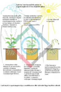 A növények fejlődése - evapotranspirációs folyamat ábra