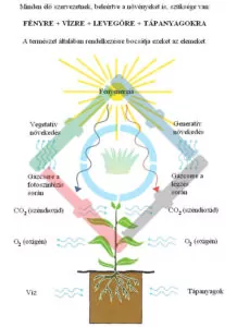 A növények fejlődése - a növények vízigénye 1