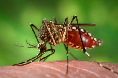 aedes-aegypti-verszivas-kozben